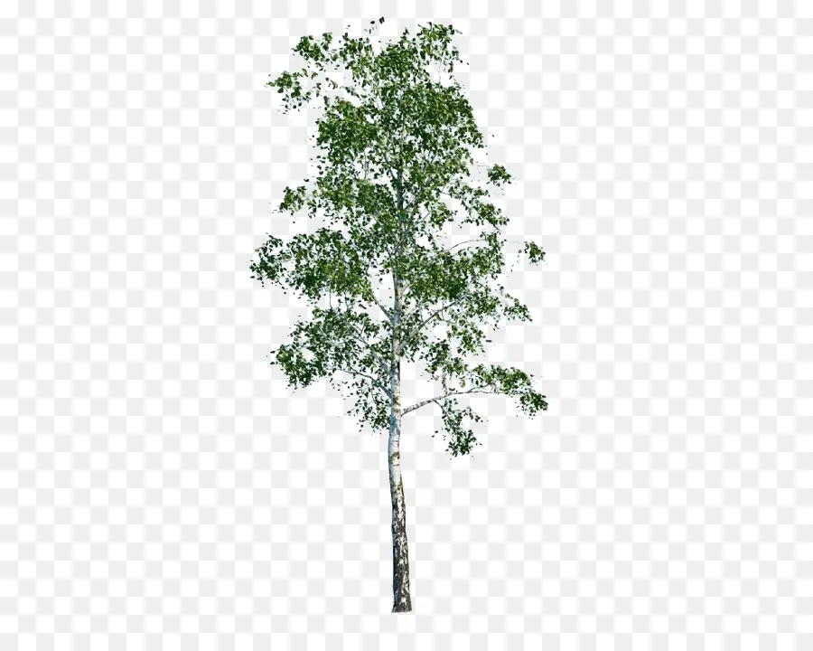 árvore，Populus Nigra PNG