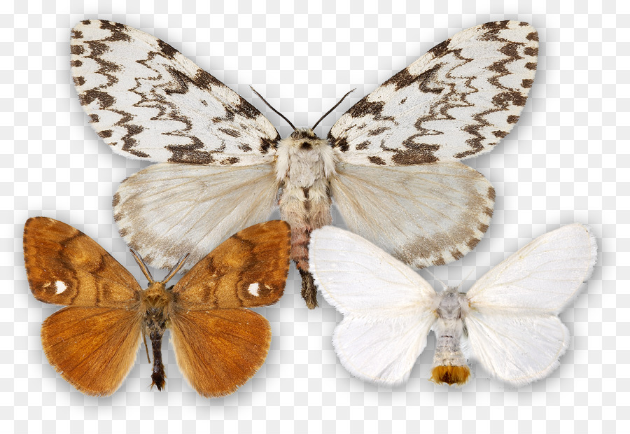 Brushfooted Borboletas，Gossamerwinged Borboletas PNG