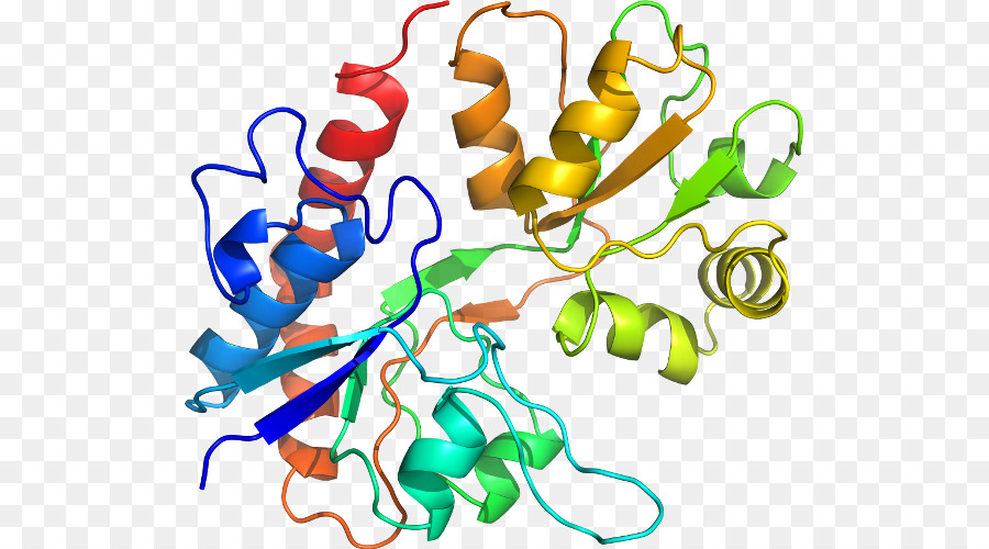 Proteína，Molécula PNG