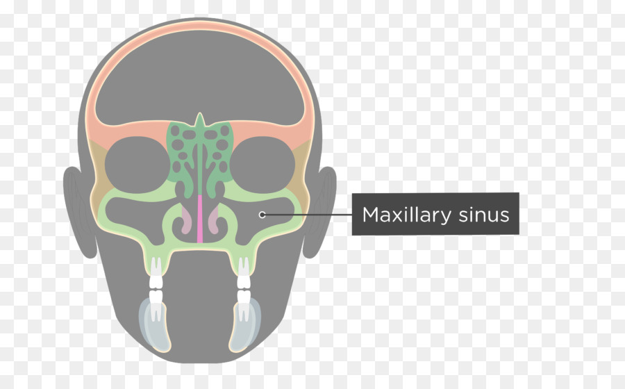 Seio Maxilar，Cabeça PNG