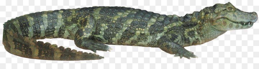 Crocodilo，Réptil PNG