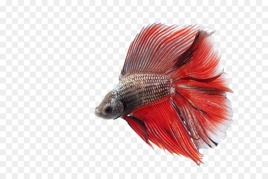 Peixe Beta，Peixe PNG