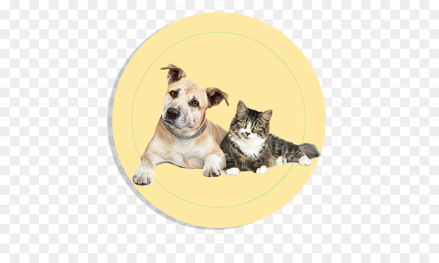 Cão，Gato PNG