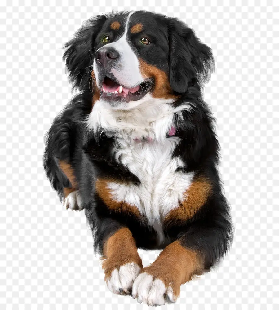 Bernese Mountain Dog，Raça Do Cão PNG