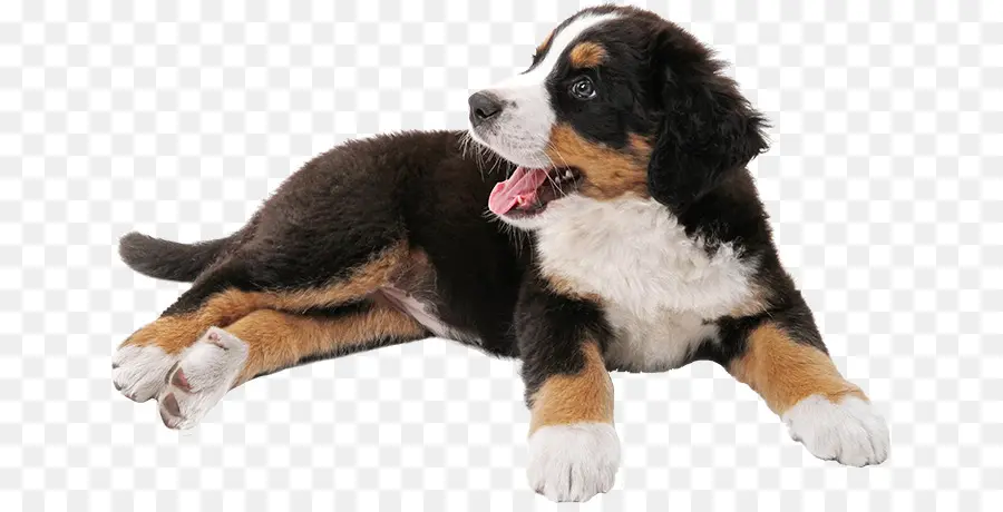 Bernese Mountain Dog，Filhote De Cachorro PNG