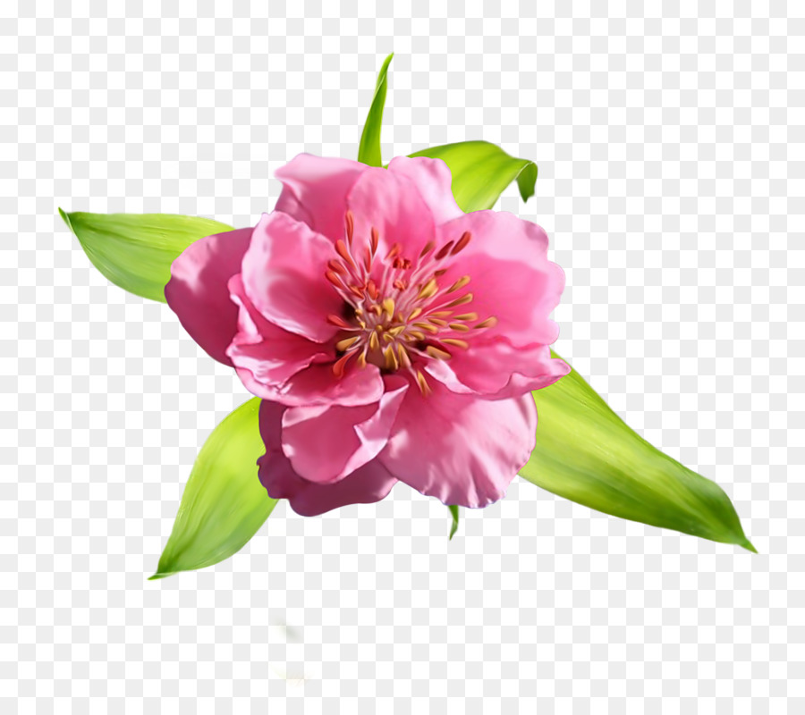 Flor Rosa，Florescer PNG