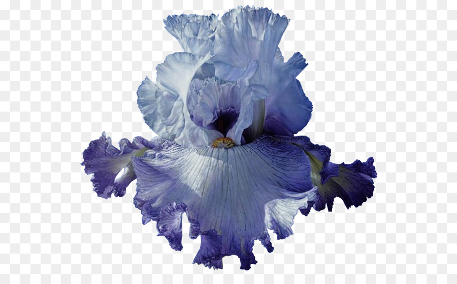 Azul，Iris PNG