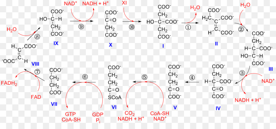 Ciclo Do ácido Cítrico，Alphaketoglutaric ácido PNG