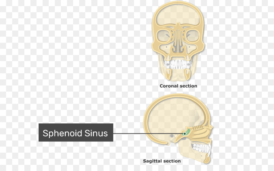 Seio Frontal，Anatomia PNG