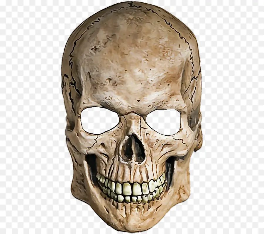 Crânio，Esqueleto PNG