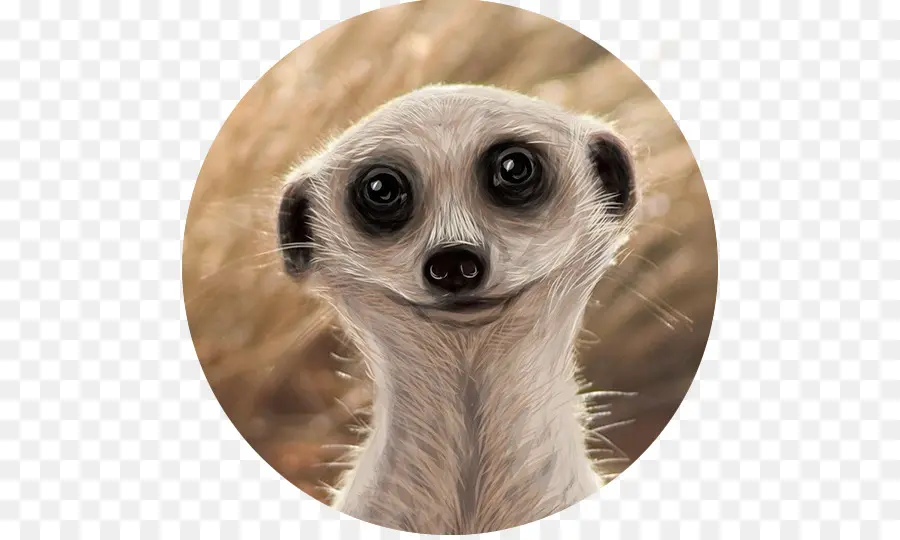 Meerkat，Captação De PNG