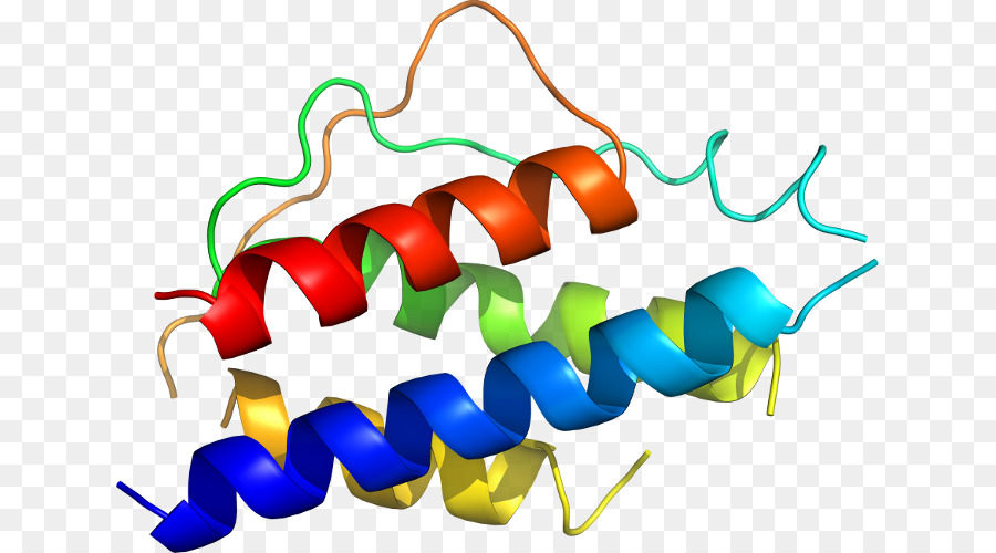 Estrutura Proteica，Biologia PNG