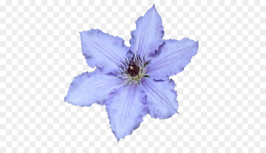 Flor Roxa，Florescer PNG