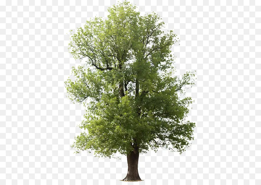 árvore，Cinza Verde PNG