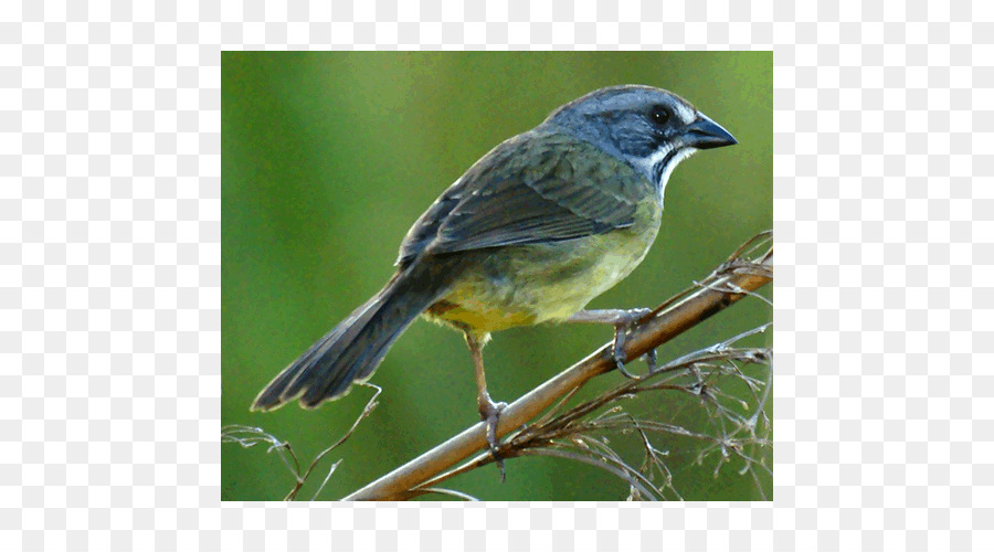 Finch，Pardal PNG