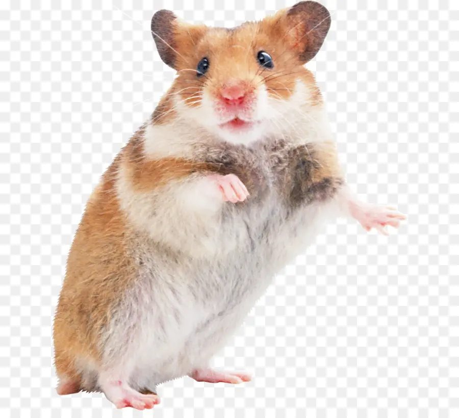 Hamster，Pelagem PNG