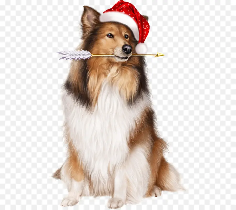 Cachorro Com Chapéu De Papai Noel，Chapéu De Papai Noel PNG