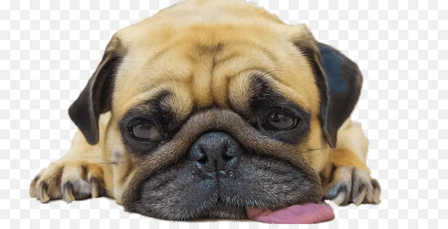 Pug，Filhote De Cachorro PNG