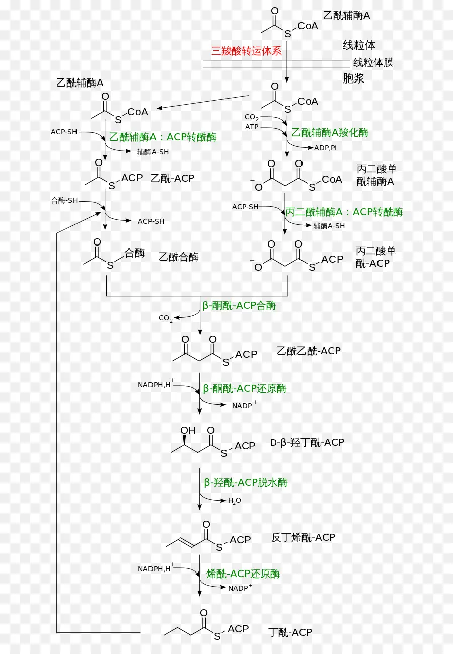 Caminho Químico，Bioquímica PNG