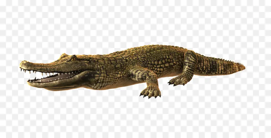 Crocodilo，Réptil PNG