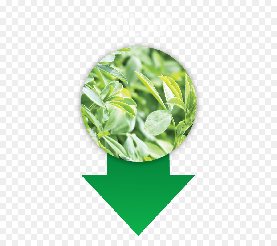 Alimentos Orgânicos，Agricultura Biológica PNG