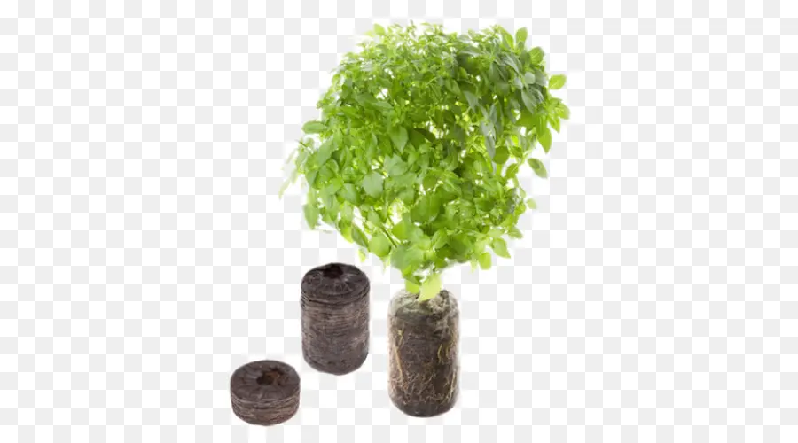 Planta De Manjericão，Erva PNG