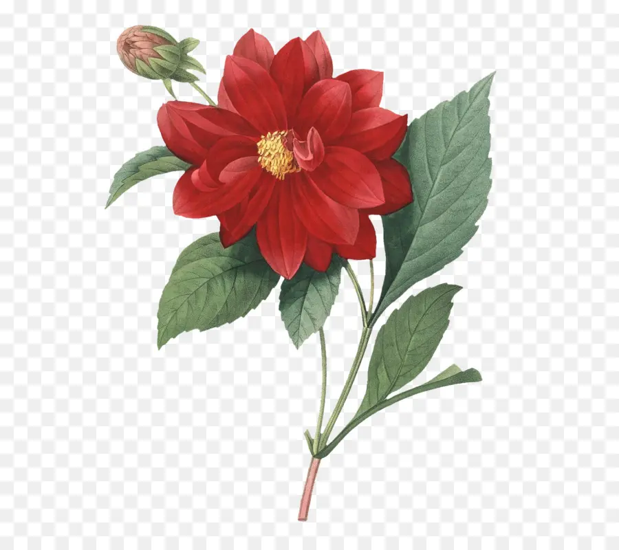 Pierrejoseph Temido 17591840，Escolha As Mais Belas Flores PNG