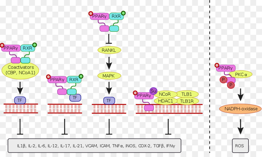 O Proliferatoractivated Receptor Gamma，Thiazolidinedione PNG