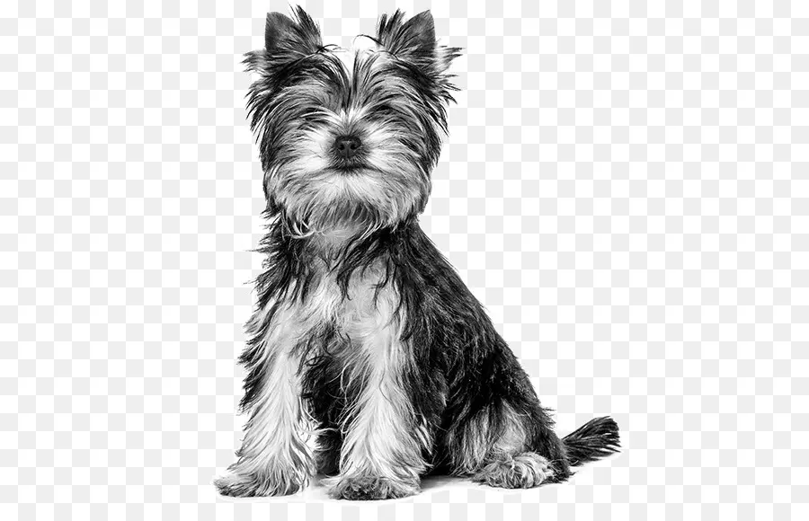 Bulldog Francês，Schnauzer Miniatura PNG