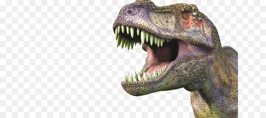 Tiranossauro Rex，Dentes PNG