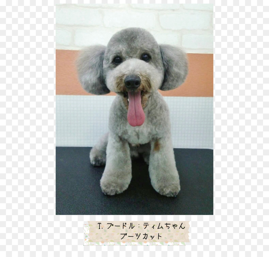 Padrão De Poodle，Poodle Miniatura PNG