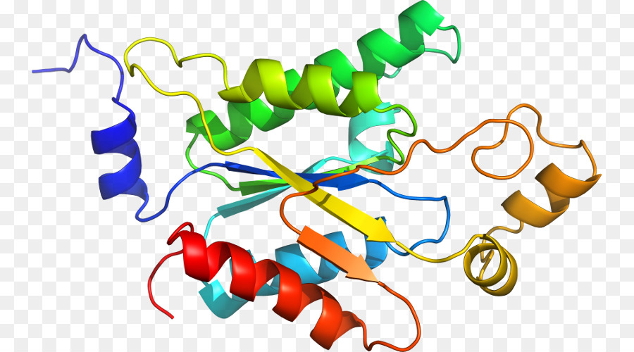 Hélice De Proteína，Molécula PNG