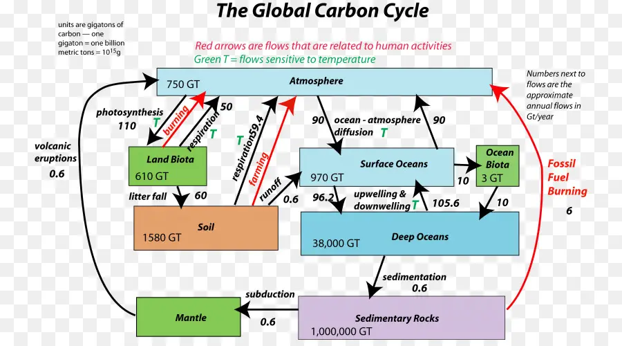 Ciclo Do Carbono，De Carbono Do Solo PNG