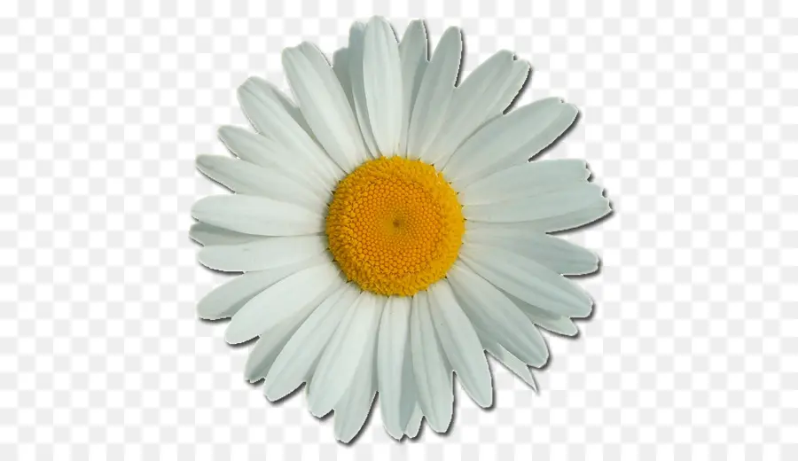 Comum Daisy，Flor PNG