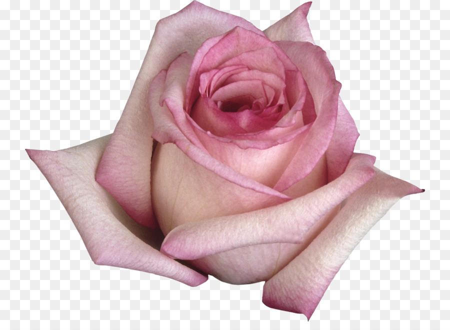 Rosa Rosa，Florescer PNG