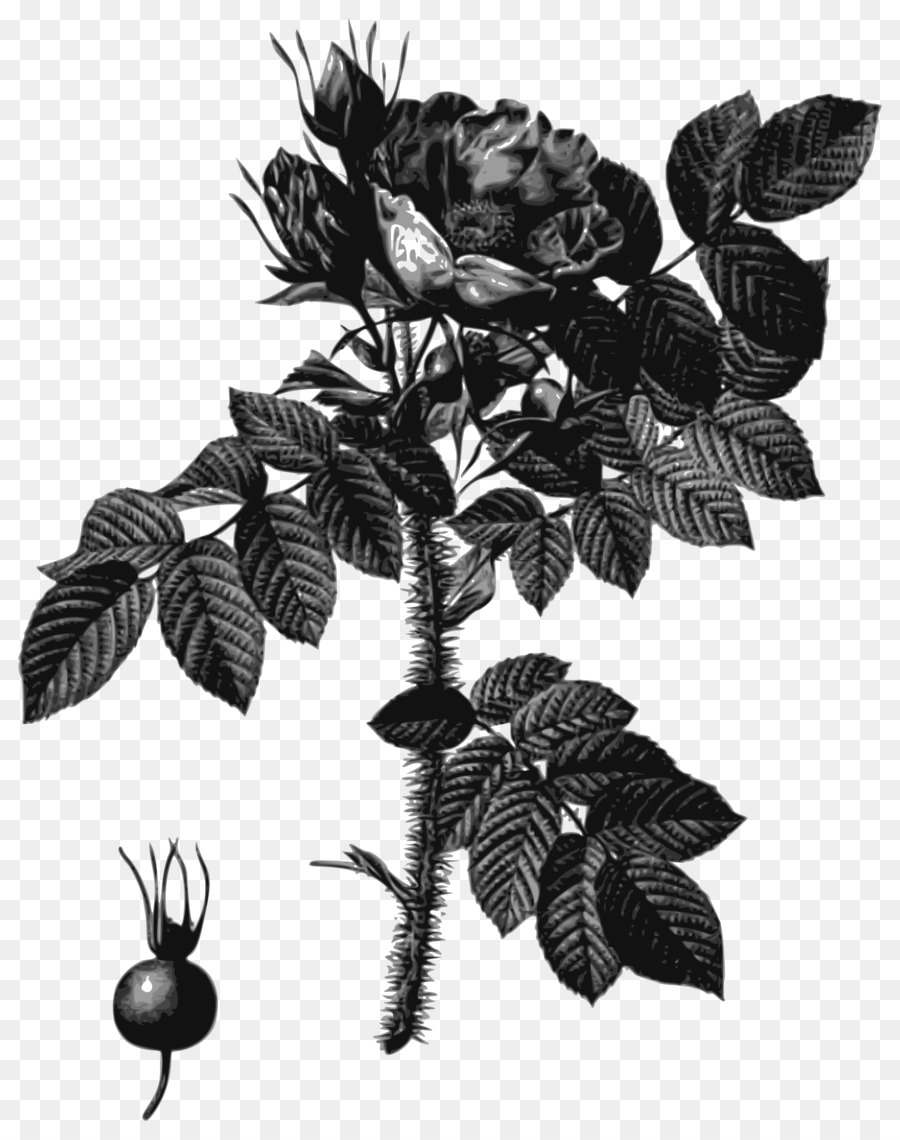 Rosas Negras，Folhas PNG