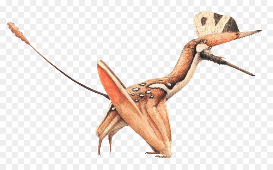 Darwinopterus，O Pterossauro PNG