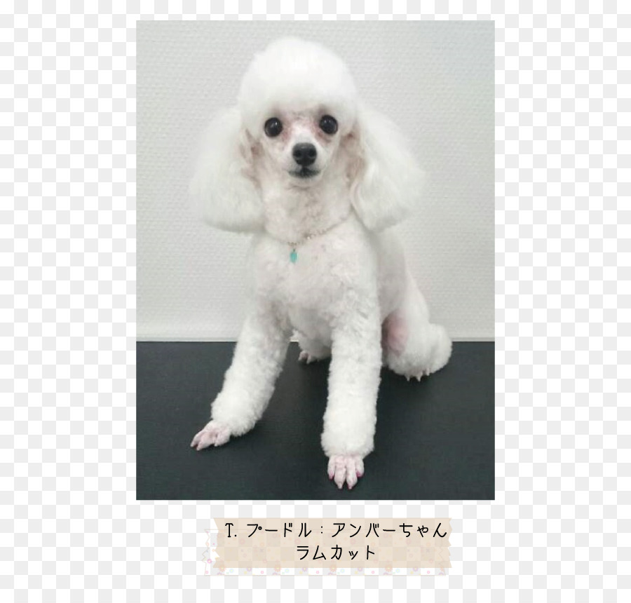 Poodle Miniatura，Toy Poodle PNG