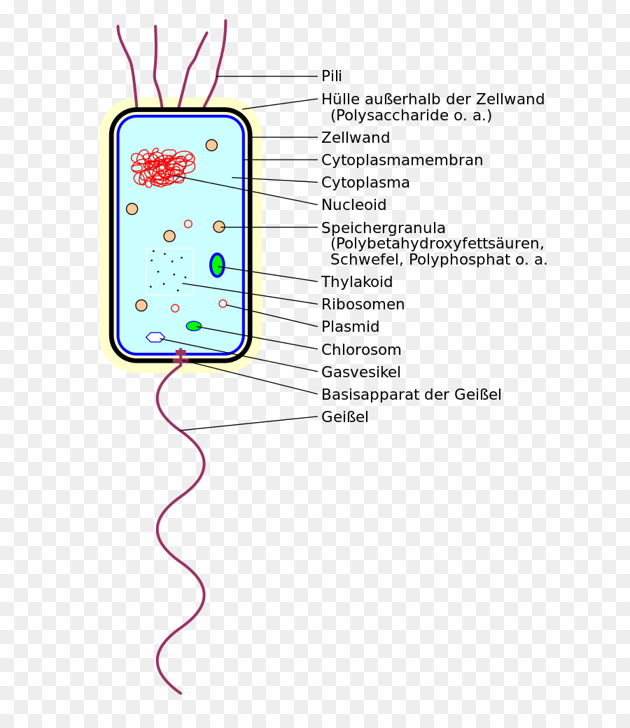 Bactérias，Thylakoid PNG