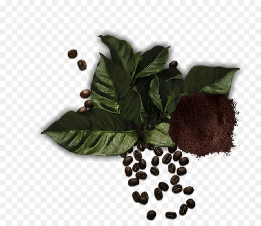 Grãos De Café，Folhas PNG