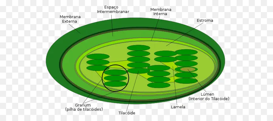 Chloroplast，Thylakoid PNG