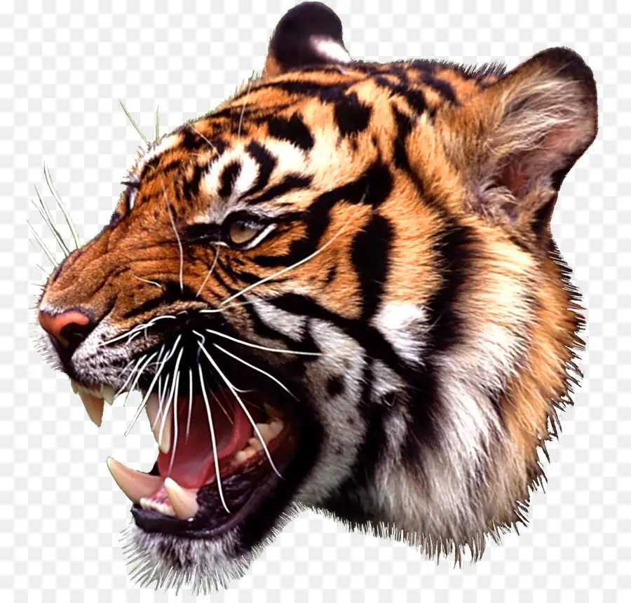 Tigre Que Ruge，Selvagem PNG