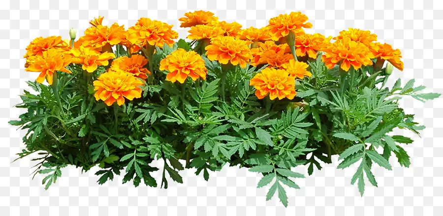 Flores De Calêndula，Laranja PNG