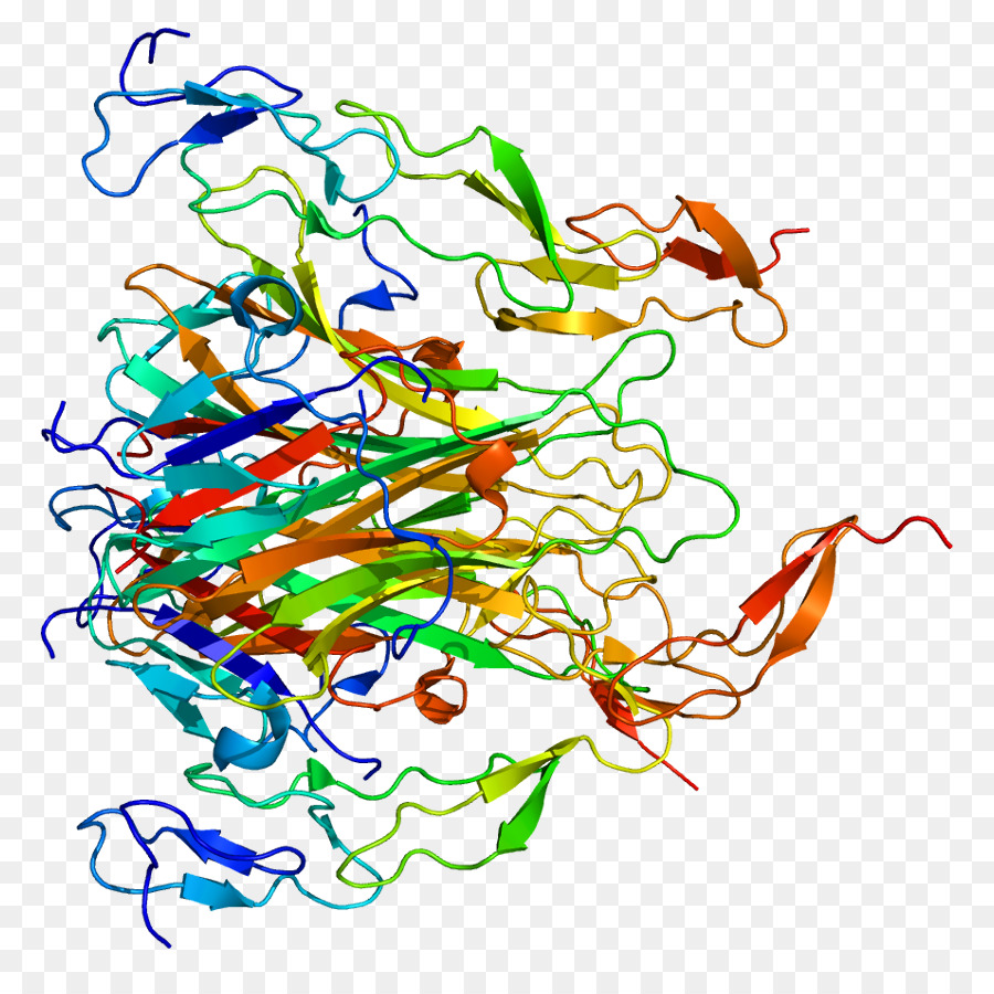 Estrutura Proteica，Biologia PNG