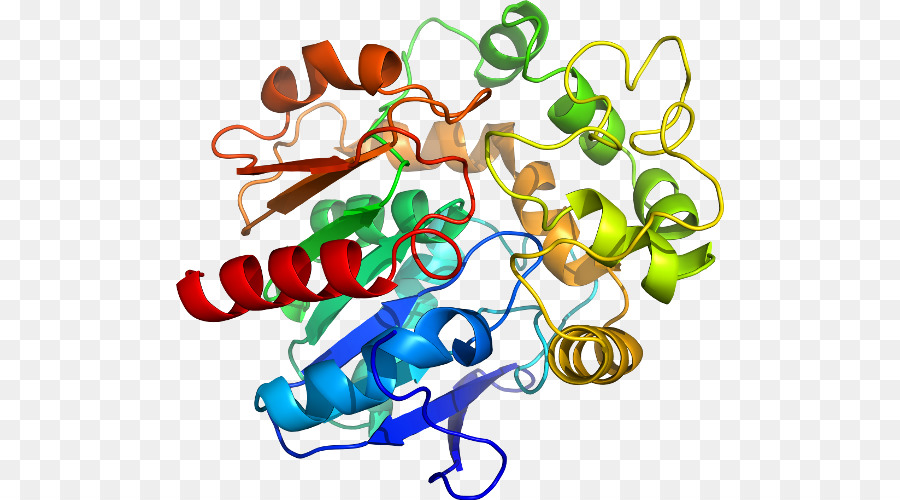 Proteína，Molécula PNG