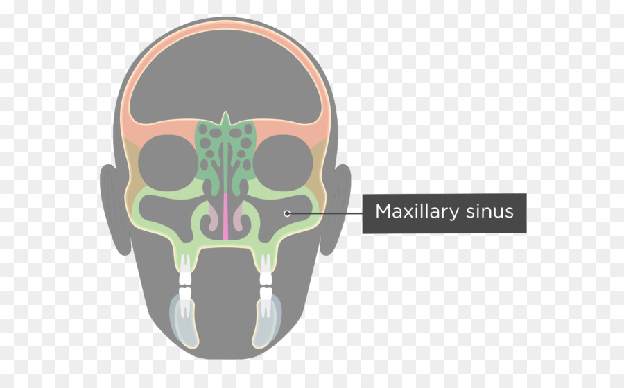 Seio Maxilar，Cabeça PNG