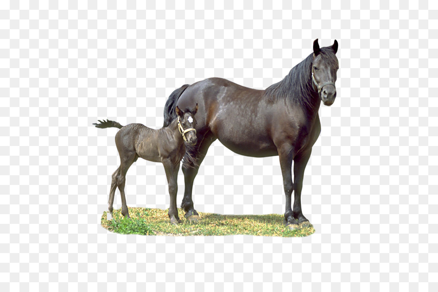 Cavalo，Colt PNG