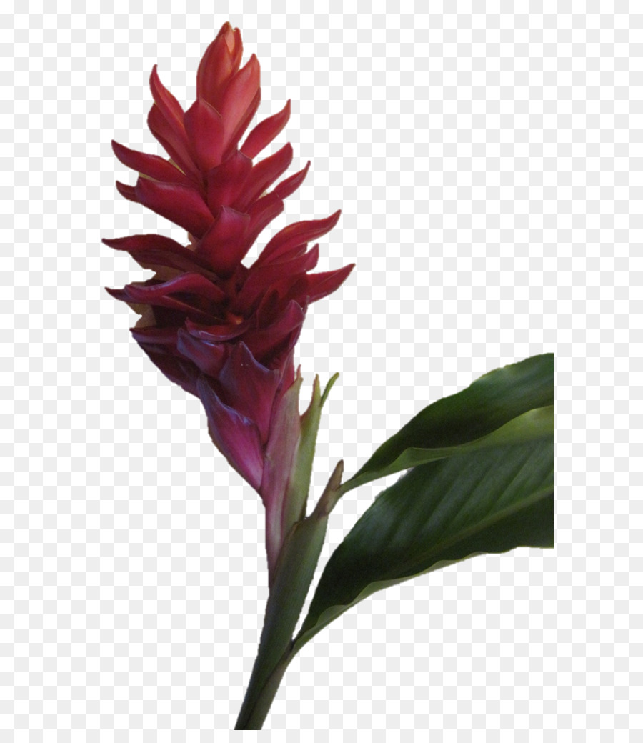 Flor Vermelha，Florescer PNG