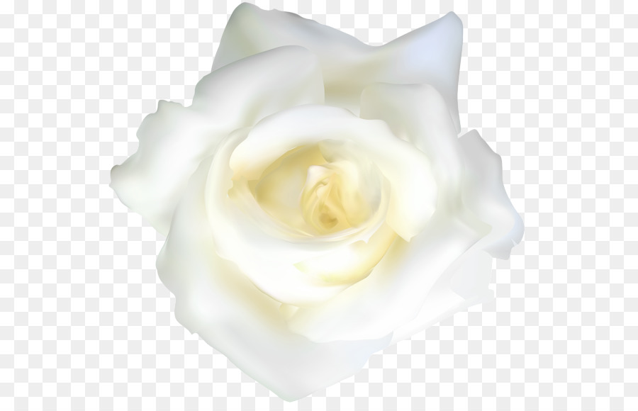 Rosa Branca，Florescer PNG