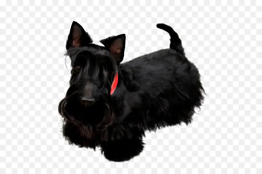 Cachorro Preto，Bicho De Estimação PNG